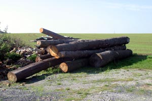 Baumstämme