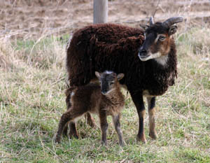 Soay-Schafe