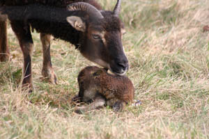 Soay-Schafe