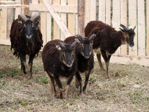 Soay-Schafe